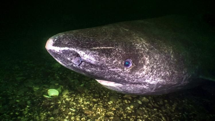 Điều này có nghĩa con thủy quái chào đời từ thời điểm mà Cristoforo Colombo tìm ra châu Mỹ, và sống đến khi điện thoại thông minh tràn ngập khắp hành tinh.