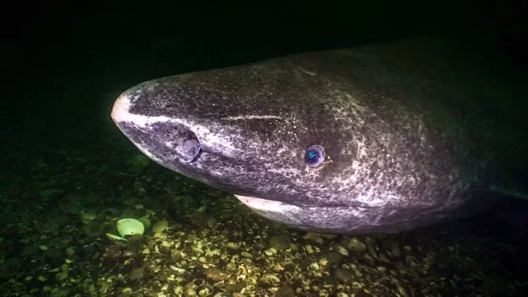 Điều này có nghĩa con thủy quái chào đời từ thời điểm mà Cristoforo Colombo tìm ra châu Mỹ, và sống đến khi điện thoại thông minh tràn ngập khắp hành tinh.