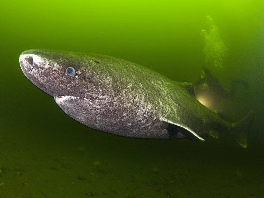 Ngoài sống trường thọ, có kích thước "khủng", cá mập Greenland còn ẩn chứa khá nhiều bí mật thú vị, ví dụ như việc chúng bơi rất lờ đờ.