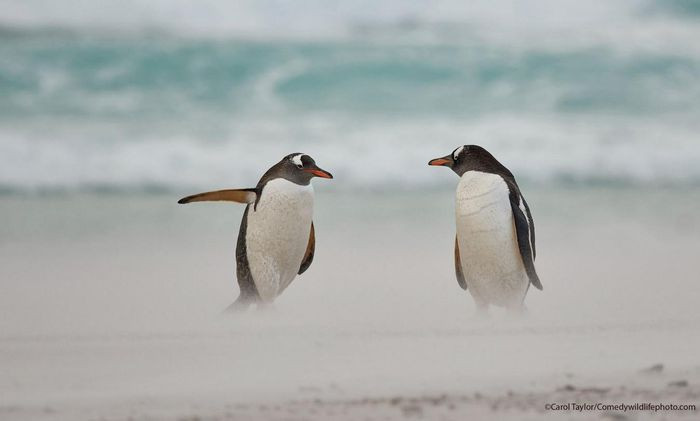 Chim cánh cụt "vợ "yêu cầu "chồng" về nhà ngay