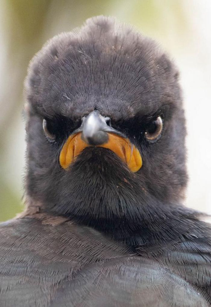 Gương mặt này nói lên rằng: "Đừng có đùa với tôi lúc này".