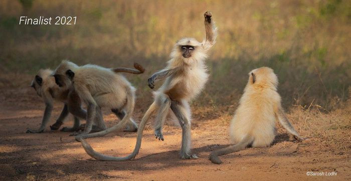 Chú khỉ này đang thể hiện một điệu nhảy và đằng sau là màn múa phụ họa của chính các thành viên trong đàn.