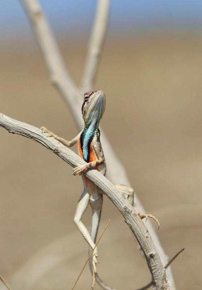 Tư thế đầy kiêu hãnh của chú thằn lằn.