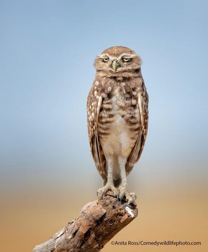 Cú thức đêm nhiều nên ban ngày chỉ muốn chợp mắt một lát.