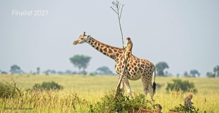 Chú khỉ này như đang cưỡi hươu cao cổ.