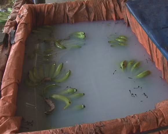 Sinh con quái thai vì ăn phải thuốc diệt cỏ làm chín trái cây Sinh con quai thai vi an phai thuoc diet co lam chin trai cay