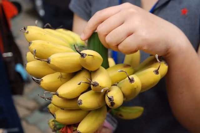 Chất diệt cỏ có thành phần dioxin (chất độc màu da cam), nếu thường xuyên ăn chuối ngâm bằng chất này thì có thể nhiễm dioxin. Theo các chuyên gia y học, dioxin có thể làm thay đổi cấu trúc gen khiến phụ nữ sinh con quái thai.