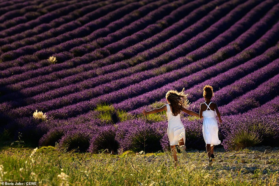 Bức ảnh tuyệt đẹp này do Boris Jufer chụp tại cánh đồng ở Valensole, Pháp.