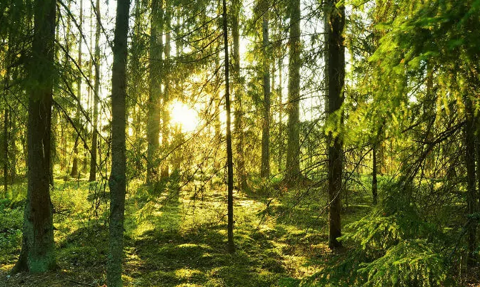 Theo trang Swedishnomad.com, 2/3 diện tích Thụy Điển được rừng bao phủ. Ảnh: SN.