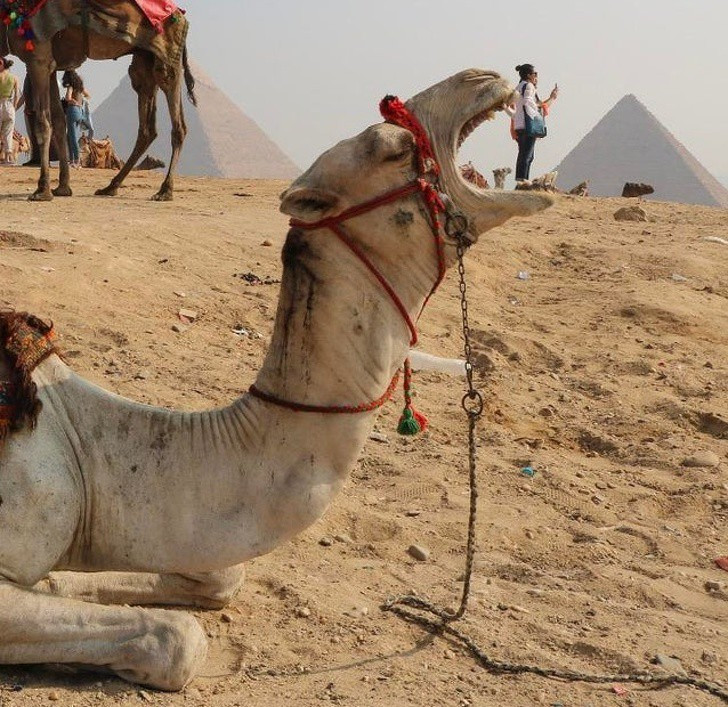 Chú lạc đà đang "đớp" người tí hon.