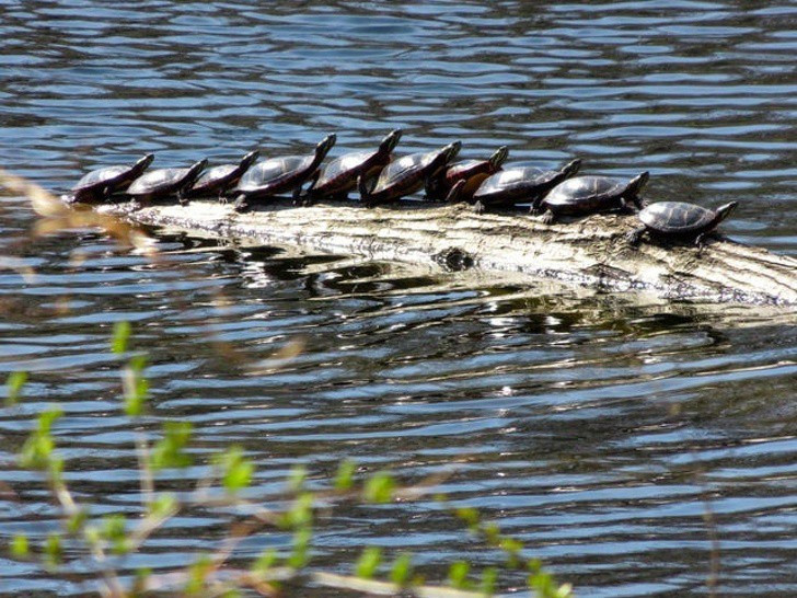 Những con rùa con trông thoáng qua như hình ảnh một con cá sấu.