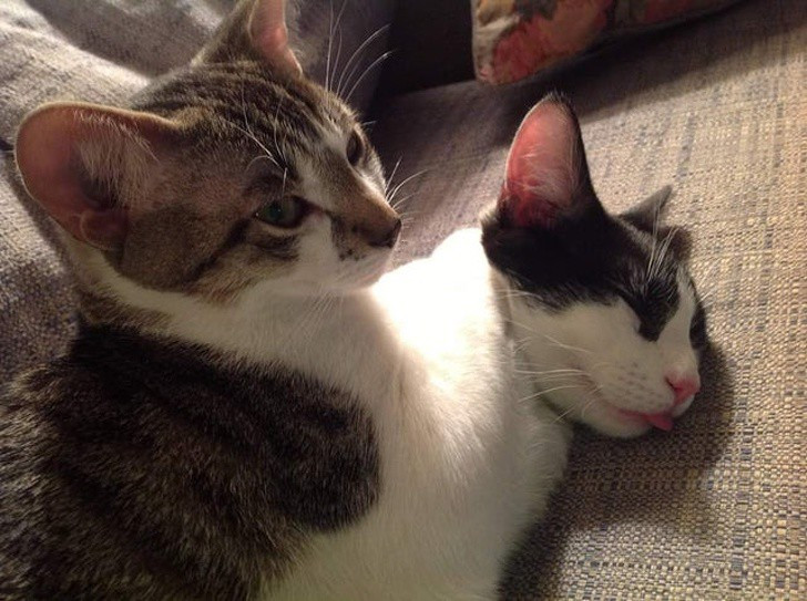 Chú mèo hai đầu.