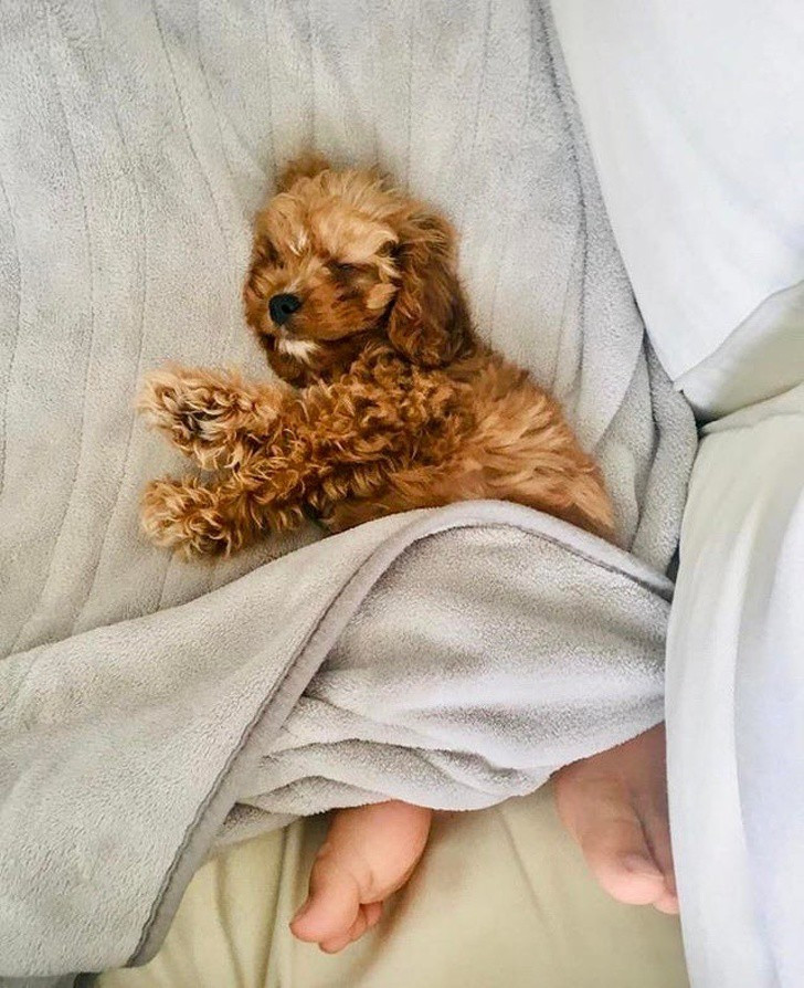 Chú chó mang đôi chân của con người?