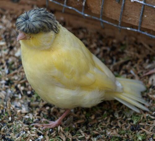 Loai chim doc la, co mai toc bat up cuc ngo gay thuong nho