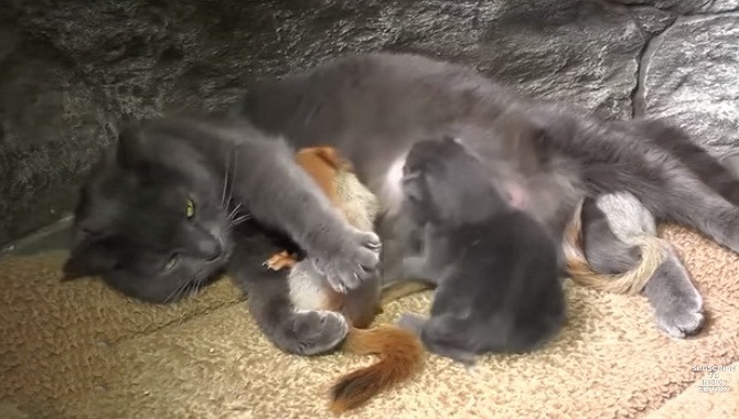 Meo me nhan nuoi 4 soc con mo coi, song trong ngot ngao-Hinh-2