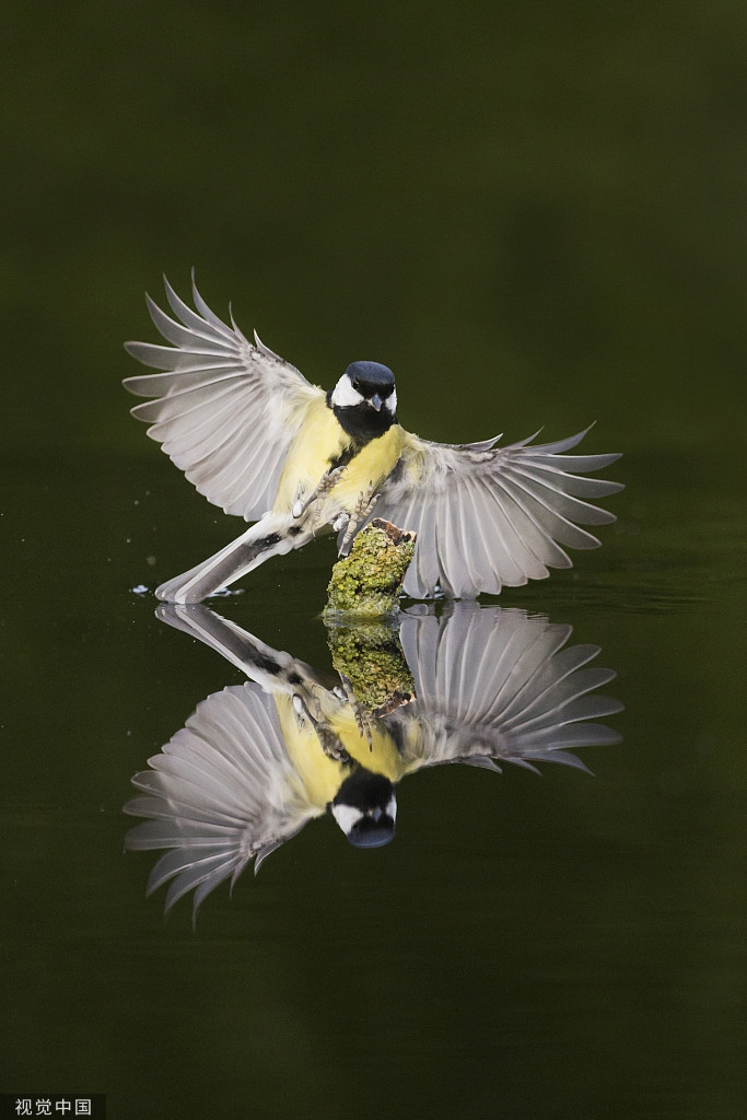 Thú vị ở chỗ, khi những con chim nhận ra hình ảnh tuyệt đẹp của mình dưới nước, dường như chúng cũng rất ngỡ ngàng.