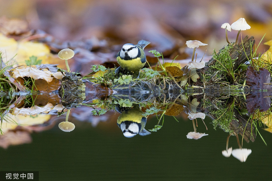 Chỉ khi có một chút gợn sóng, mới khiến hình ảnh phản chiếu bị xao động. 