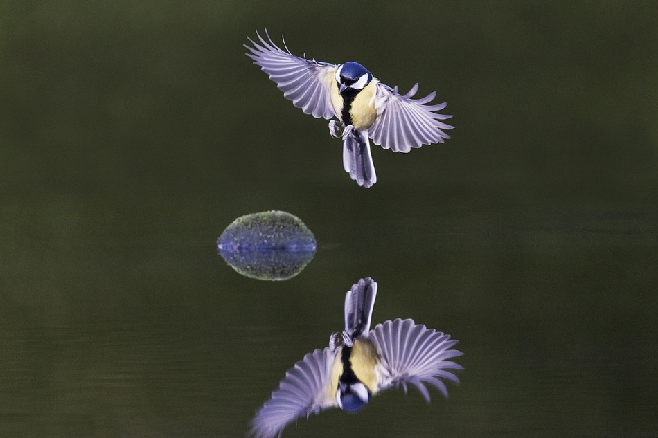 Đúng như mong đợi, Paul Sol đã ghi lại được loạt khoảnh khắc thú vị và độc đáo khi những con chim ngắm nghía không rời mắt hình ảnh phản chiếu đẹp hoàn hảo của mình dưới làn nước tĩnh như chiếc gương. 