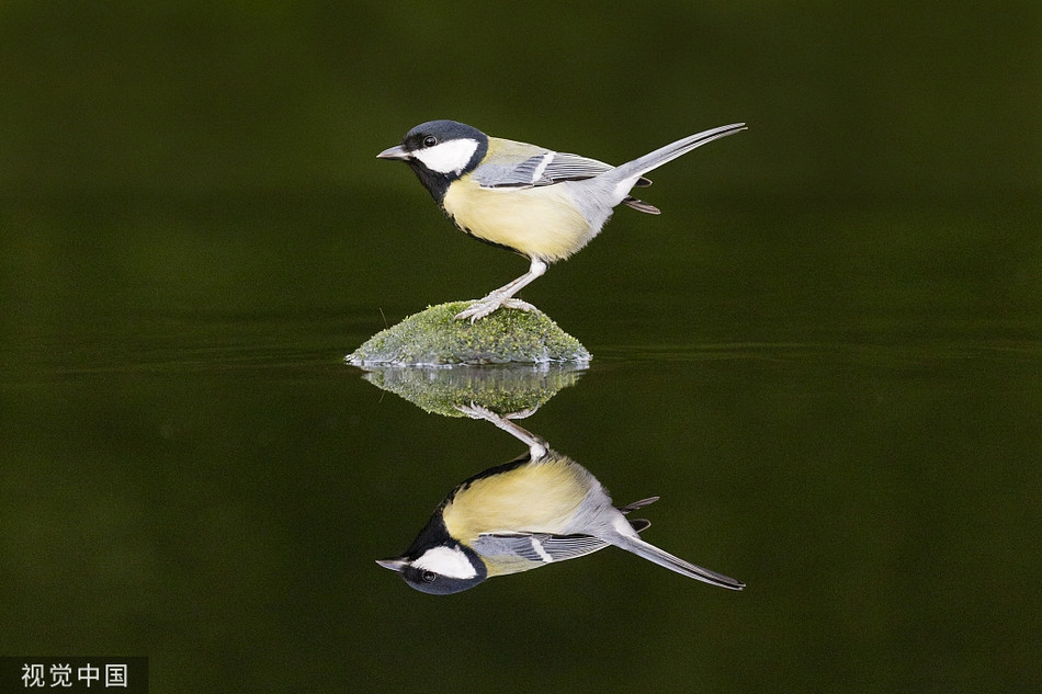 Mới đây, nhiếp ảnh gia Paul Sol, ở Random, Suffolk, Anh đã dành 5 ngày để sắp xếp cành cây, đá tảng trong một ao nhỏ với hy vọng sẽ chụp được những hình ảnh ấn tượng về các loài chim nhỏ. 