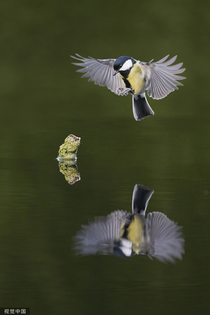 Có những con chim còn cố gắng nán lại lâu nhất để ngắm nghía bóng dáng của mình dưới mặt nước. Chiếc đầu nhỏ của chúng ngọ nguậy, mặt cũng chớp liên tục, nhìn như say, như mê. Có lẽ, chính những con chim này cũng lần đầu tiên thấy hình ảnh phản chiếu của mình chân thực như thế.