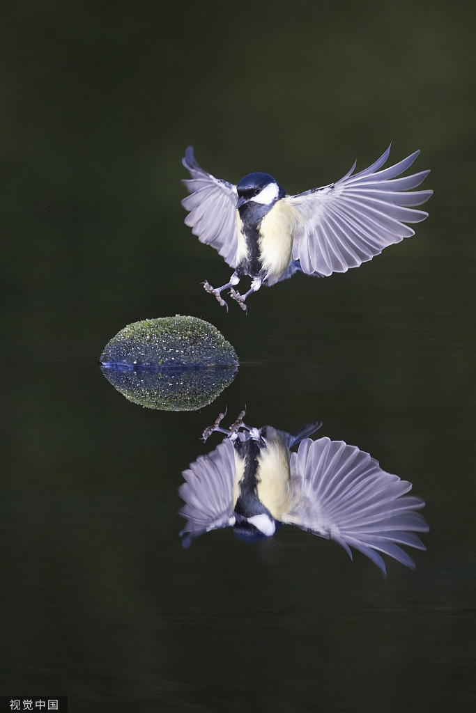 Theo nhiếp ảnh gia, có những khoảnh khắc, hình ảnh phản chiếu cực kỳ chân thật, trông giống như hai thế giới song song, không phân biệt nổi thật giả.