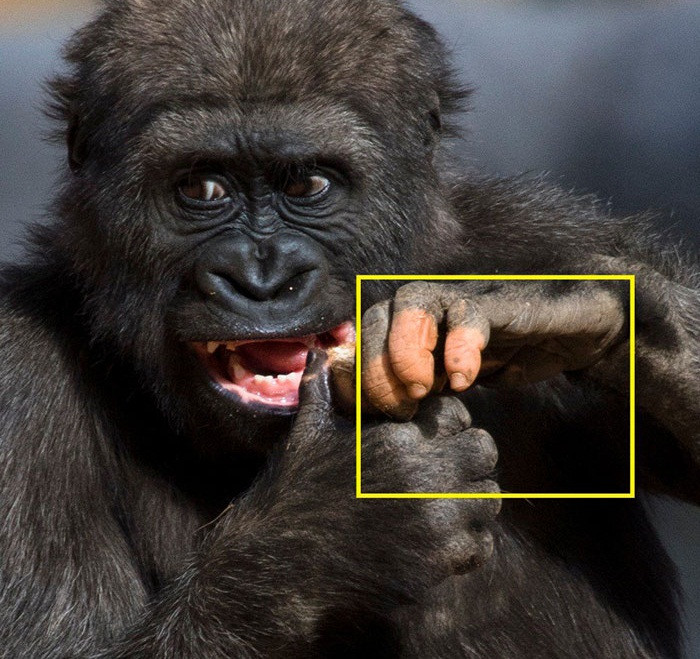 Thật thú vị, giống như tất cả những loài linh trưởng, những con khỉ đột cũng có dấu vân tay cá nhân, đôi khi còn được sử dụng cho mục đích nhận dạng.