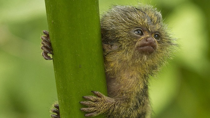 Ky thu loai khi be nhat the gioi, chi bang que kem bo-Hinh-4