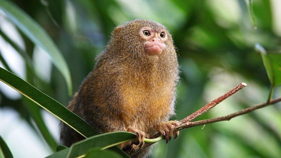 Ky thu loai khi be nhat the gioi, chi bang que kem bo