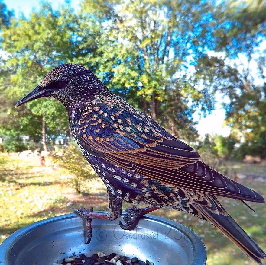 Một con chim tuyệt đẹp và lạ mắt ghé thăm khu vườn của cô Lisa.