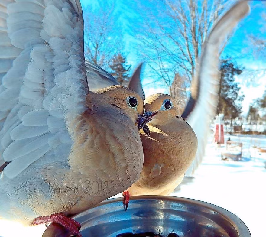 Chim luôn là biểu tượng của sự tự do, tuy nhiên cũng vì những loài chim có khả năng bay lượn tuyệt vời, con người rất khó tiếp cận chúng.