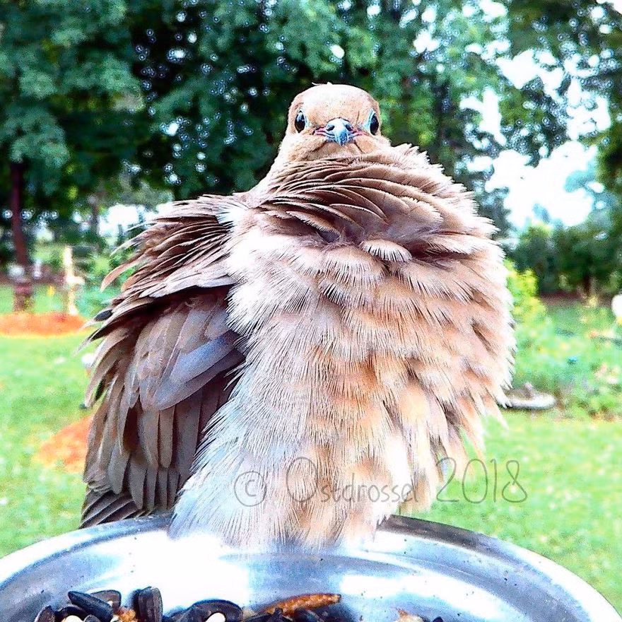 Những con chim thậm chí không hề biết rằng chúng đang được chụp ảnh.