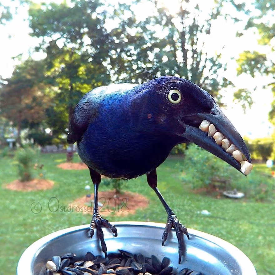 Thế nhưng, cô Lisa hiện đang sống ở Michigan, Mỹ đã nghĩ ra một cách để có thể ghi lại được những hình ảnh vô cùng thú vị và ấn tượng về các loài chim mà không làm chúng sợ hãi hoặc gây ra tác hại nào.