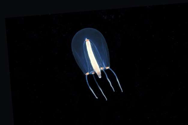 Động vật không xương sống này chỉ dài vài mm, chúng rất huyền ảo, cơ thể gần như trong suốt và có thể "tàng hình" ngay trước mắt người.