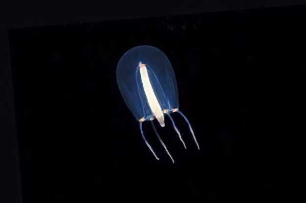 Động vật không xương sống này chỉ dài vài mm, chúng rất huyền ảo, cơ thể gần như trong suốt và có thể "tàng hình" ngay trước mắt người.