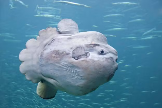 Cá mặt trời, loài cá lười nhất thế giới, chẳng chịu bơi mà chỉ thích thả mình trôi theo dòng nước, rảnh thì há miệng nuốt cá bơi ngang qua.