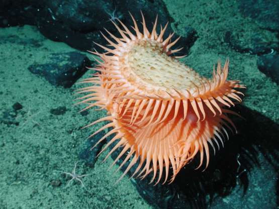 Hoạt động giống như cây bắt ruồi, khi tìm thấy thức ăn, loài sinh vật này sẽ căng ra để bắt. Cơ thể của nó chứa một lớp gelatin, một chất giống như gel có thể giúp chúng bắt giữ con mồi dễ dàng. Thêm vào đó, sinh vật này có thể thay đổi hình dạng và có độ đàn hồi cơ thể tuyệt vời.