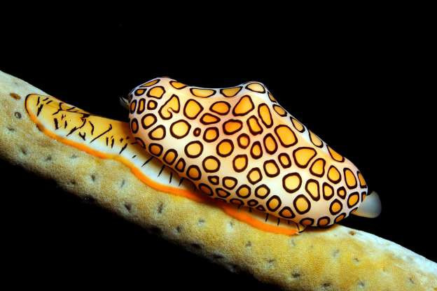 Loài ốc biển sặc sỡ này thường bám các thể san hô mềm và ăn luôn thể san hô đó. Chúng còn có thể sinh sản bằng cách thụ tinh và con cái sẽ đẻ trứng trên thể san hô mà chúng ký sinh.