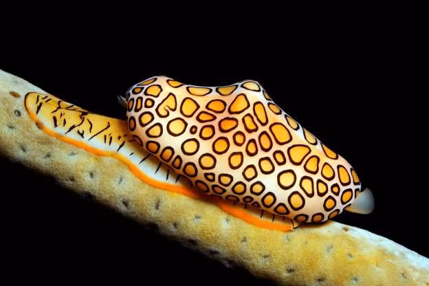 Loài ốc biển sặc sỡ này thường bám các thể san hô mềm và ăn luôn thể san hô đó. Chúng còn có thể sinh sản bằng cách thụ tinh và con cái sẽ đẻ trứng trên thể san hô mà chúng ký sinh.