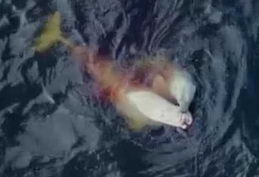 Khiep dam gau trang Bac cuc san ca ca voi beluga vi doi khat