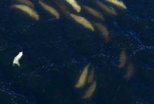 Khiep dam gau trang Bac cuc san ca ca voi beluga vi doi khat-Hinh-2