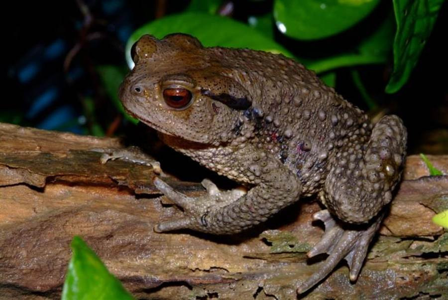 Bat duoc sinh vat nay, 6 nguoi hao huc mo an, suyt chet tham