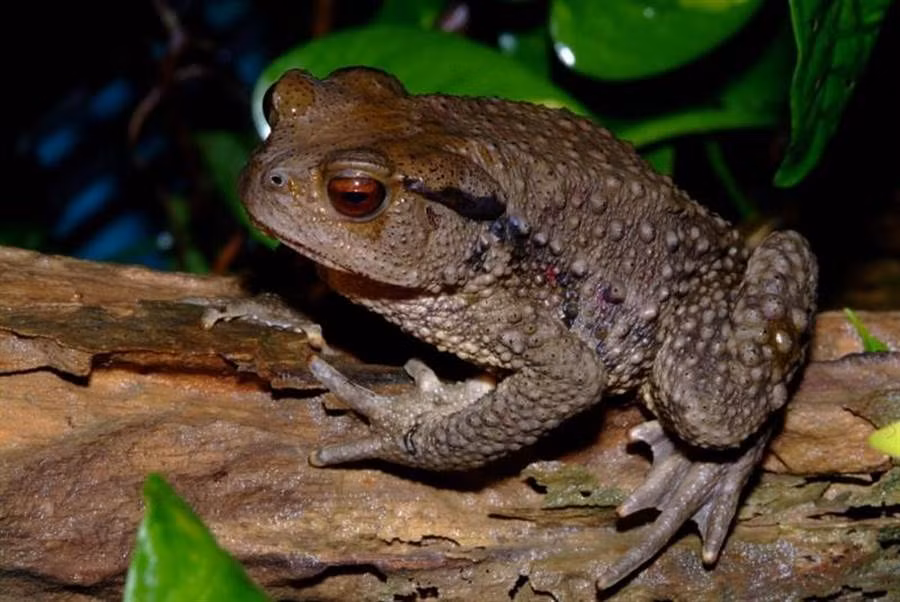 Bat duoc sinh vat nay, 6 nguoi hao huc mo an, suyt chet tham