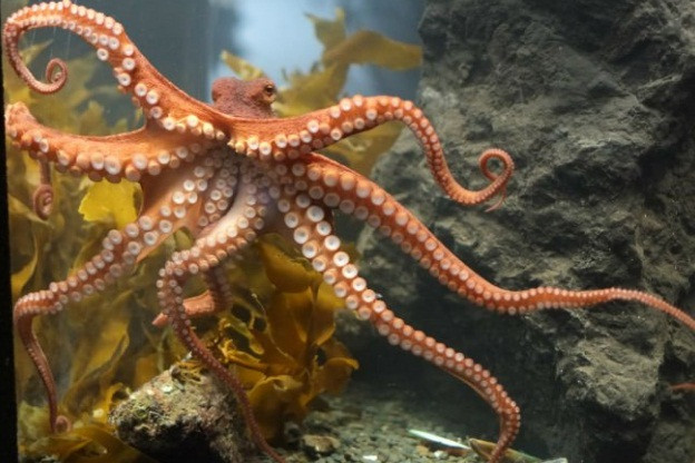 Ngoài việc cực kỳ linh hoạt, bạch tuộc còn có tới 3 trái tim. Hai trái tim bơm máu đến mang, trong khi trái tim còn lại bơm máu đến các bộ phận còn lại của cơ thể. Bạch tuộc cũng có 9 bộ não và máu màu xanh.