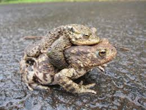 Trước những năm 1960, các xét nghiệm mang thai đã được thực hiện bằng cách sử dụng những con cóc. Nước tiểu của người cần xét nghiệm sẽ được tiêm vào một con cóc. Nếu con cóc đẻ trứng, người phụ nữ đã mang thai. Nếu không thì có kết quả ngược lại.