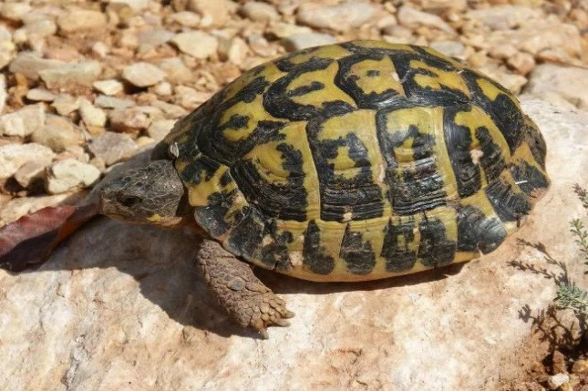 Rùa thở bằng mông. Thuật ngữ khoa học mô tả hiện tượng kỳ lạ này là hô hấp cloacal. Đây là một quá trình phức tạp. Nhưng nói đơn giản nhất, khi rùa ngủ đông, chúng thở bằng mông.