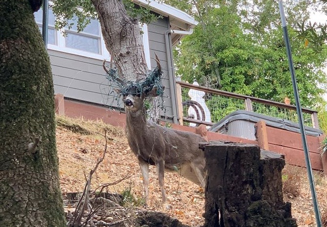 Doc dao chu huou ky la 