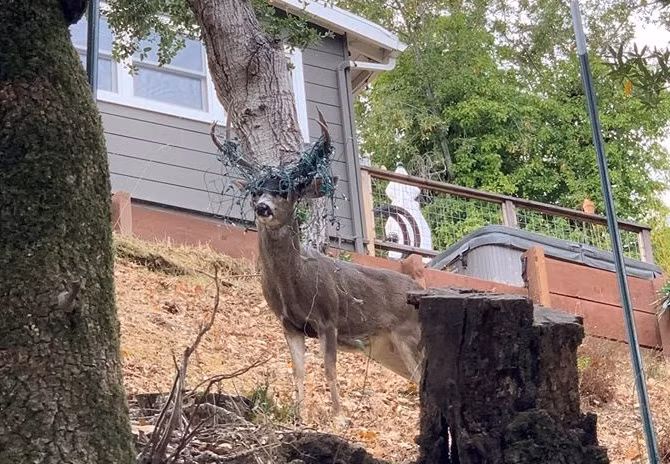 Doc dao chu huou ky la 