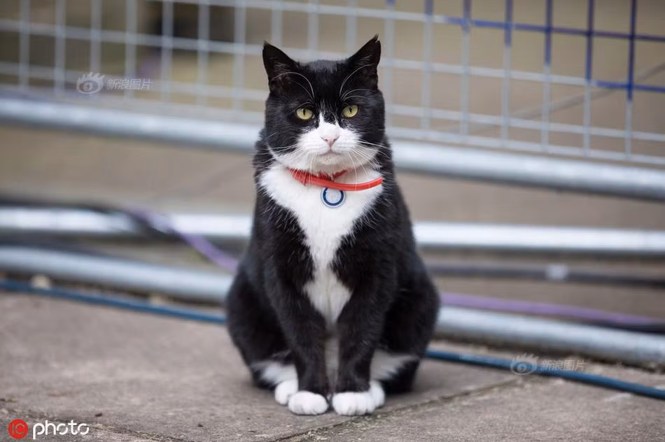 Con meo quyen luc nhat nuoc Anh chinh thuc di lam tro lai