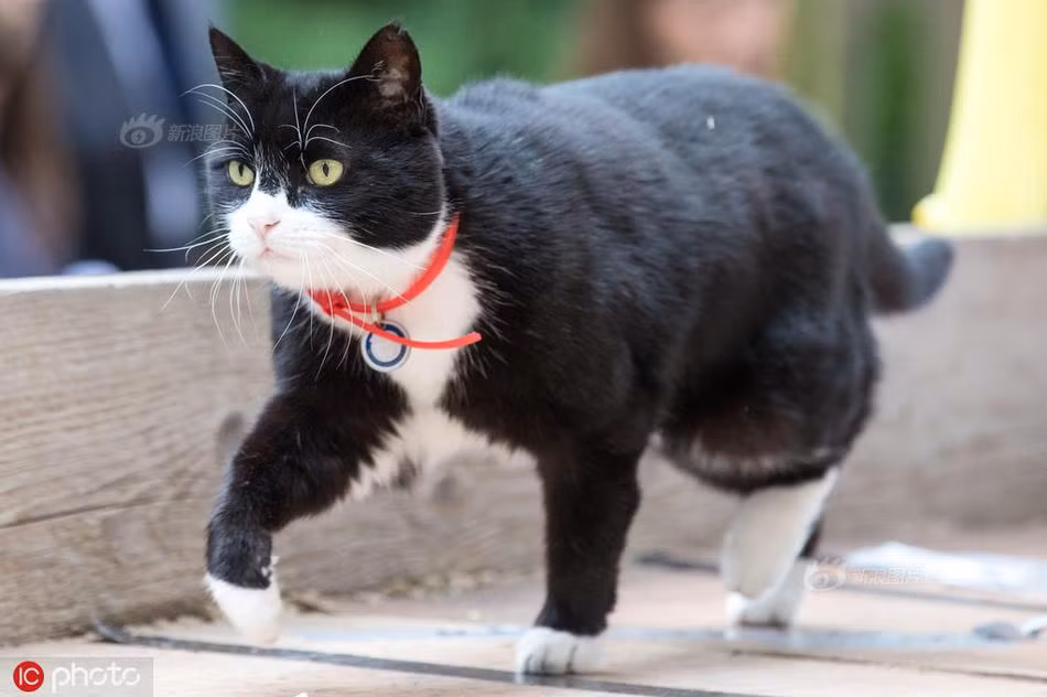 Con mèo quyền lực nhất nước Anh chính thức đi làm trở lại - Hình 2 Con meo quyen luc nhat nuoc Anh chinh thuc di lam tro lai-Hinh-2