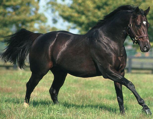 Được biết, ngựa Đại Uyển có nguồn gốc chính là ngựa Akhal-Teke, là một giống ngựa có nguồn gốc từ Turkmenistan. Đây là một trong những giống ngựa cổ xưa và độc đáo nhất.